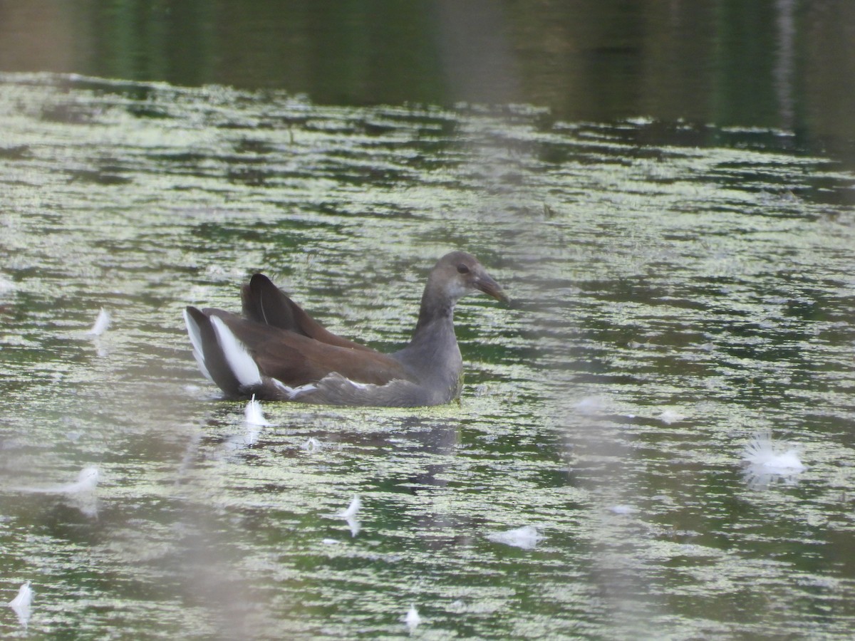 Common Gallinule (American) - ML624001820