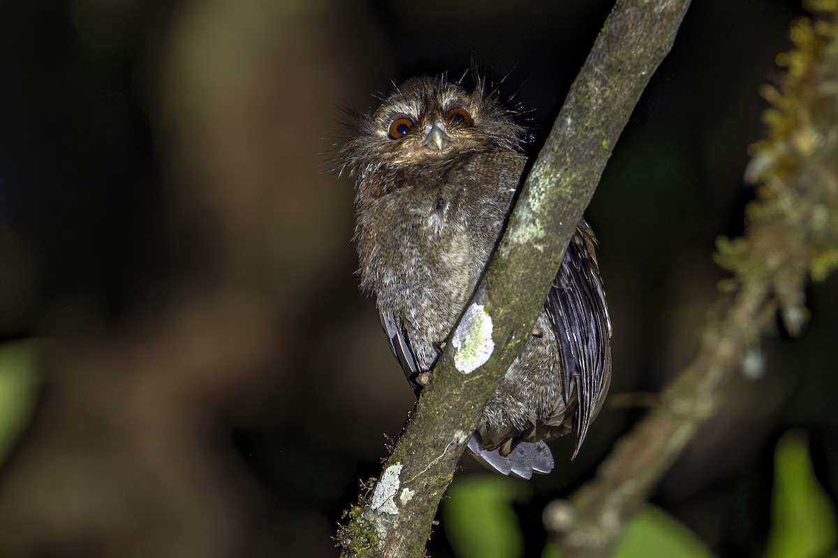 Long-whiskered Owlet - ML624001834