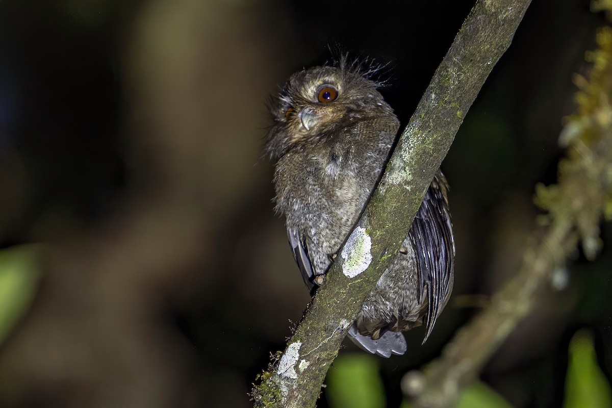 Long-whiskered Owlet - ML624001835