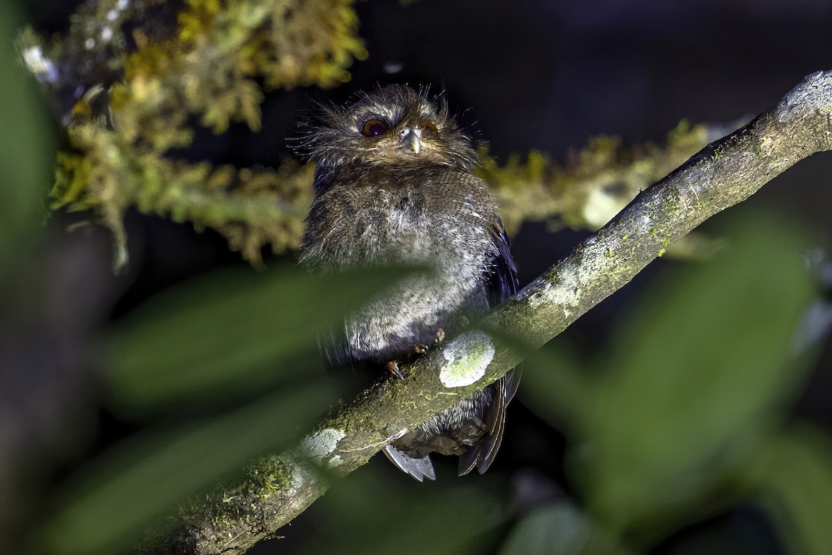 Long-whiskered Owlet - ML624001836