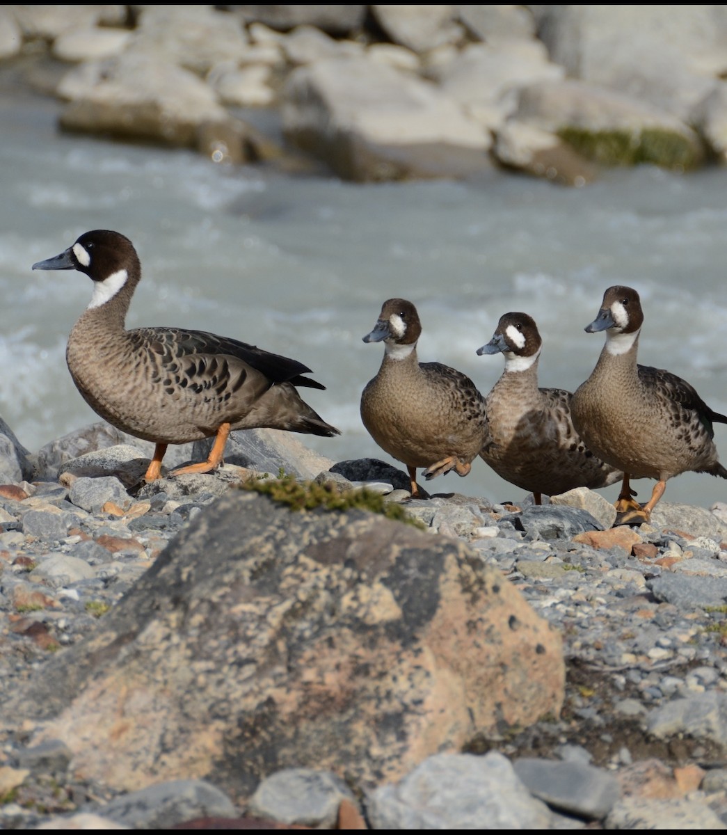 Spectacled Duck - ML624001850