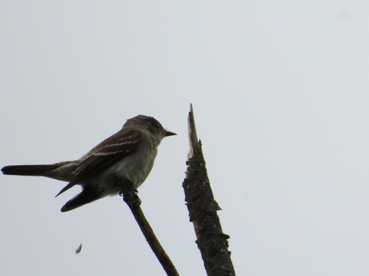 Willow Flycatcher - Jeff Fengler
