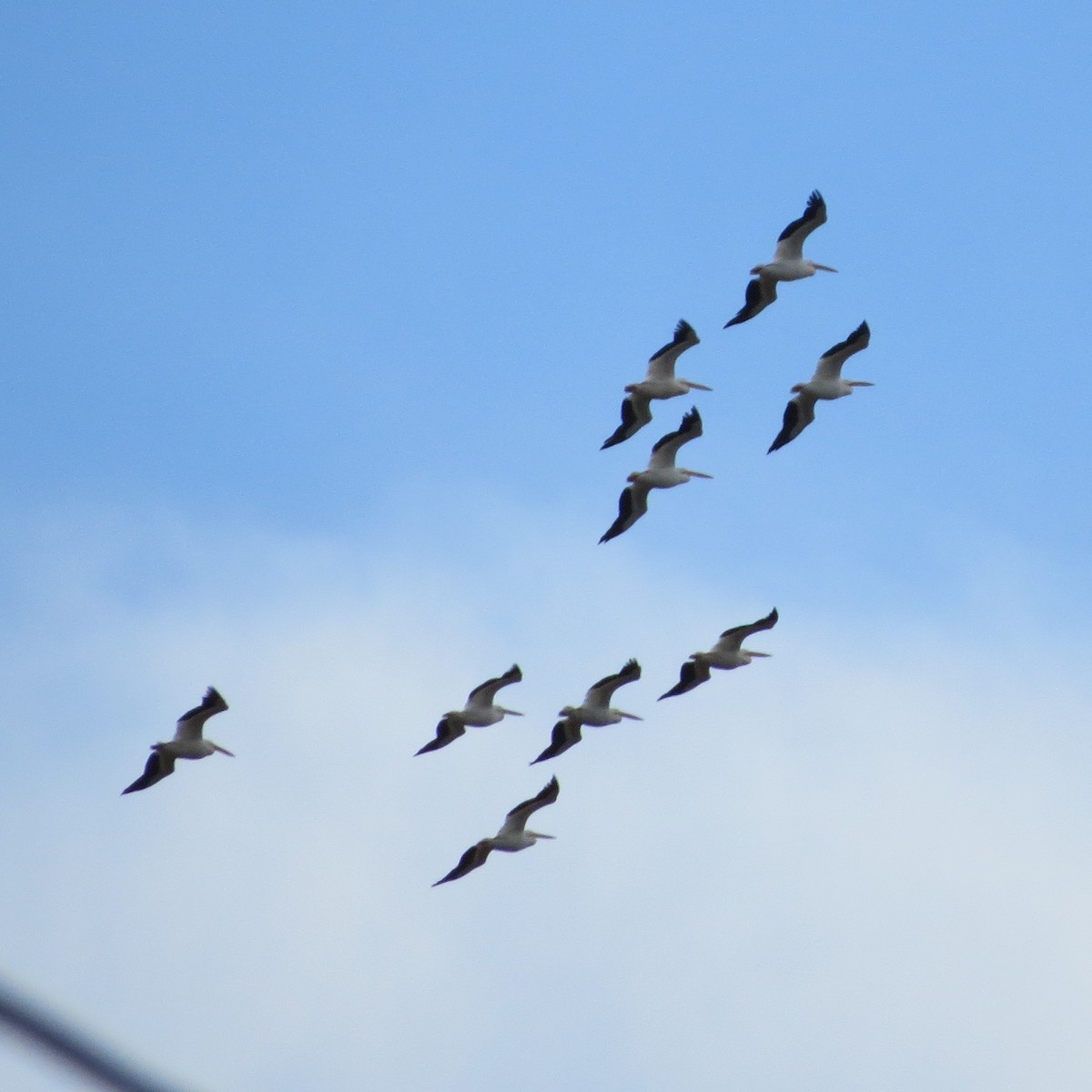 American White Pelican - ML624001860