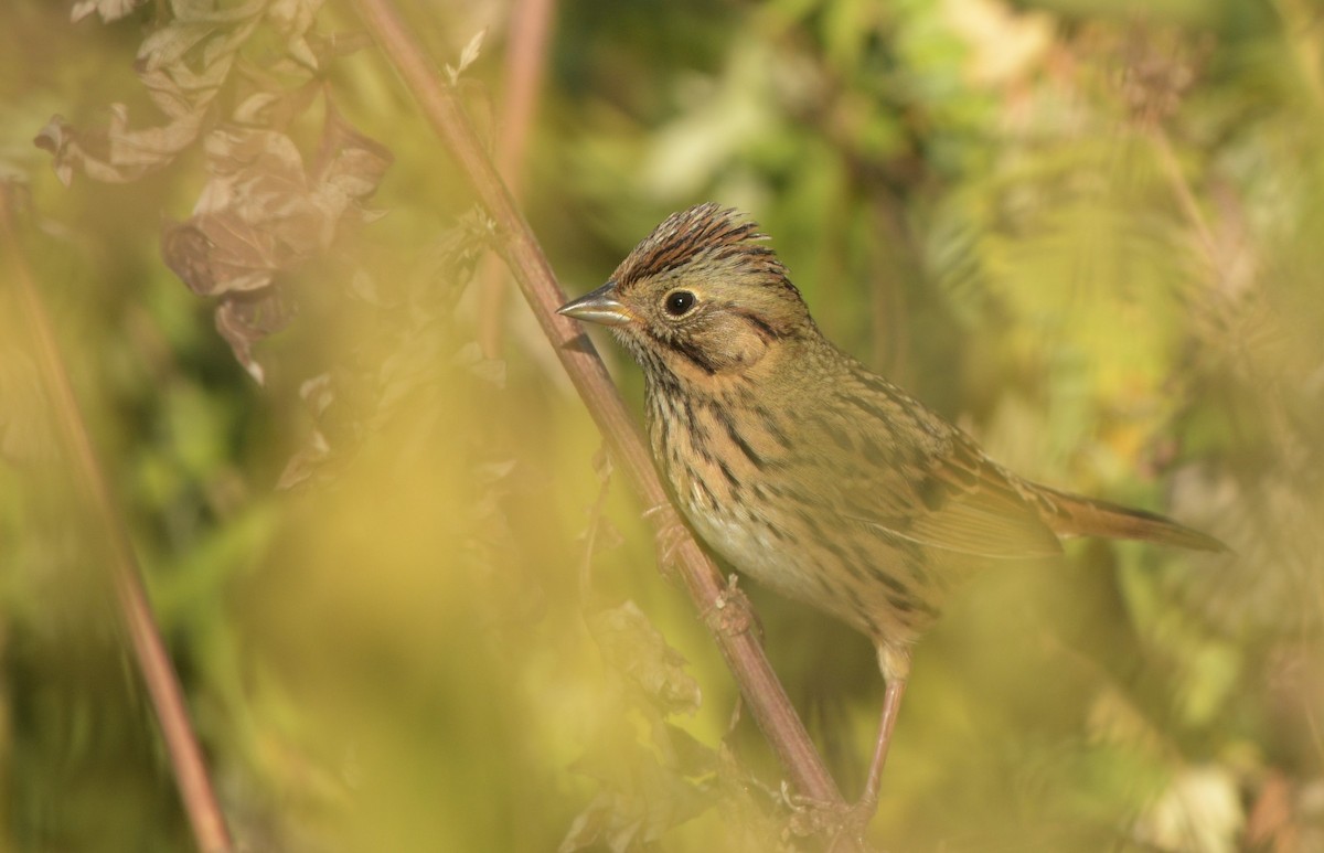 Lincoln's Sparrow - ML624001875