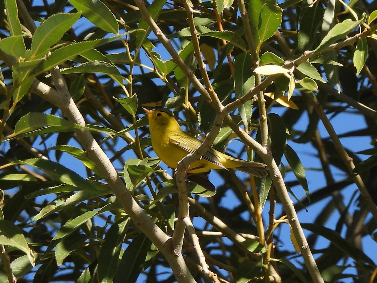 Wilson's Warbler - Megan Kruse