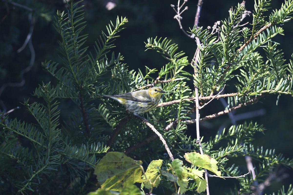 Cape May Warbler - ML624001903