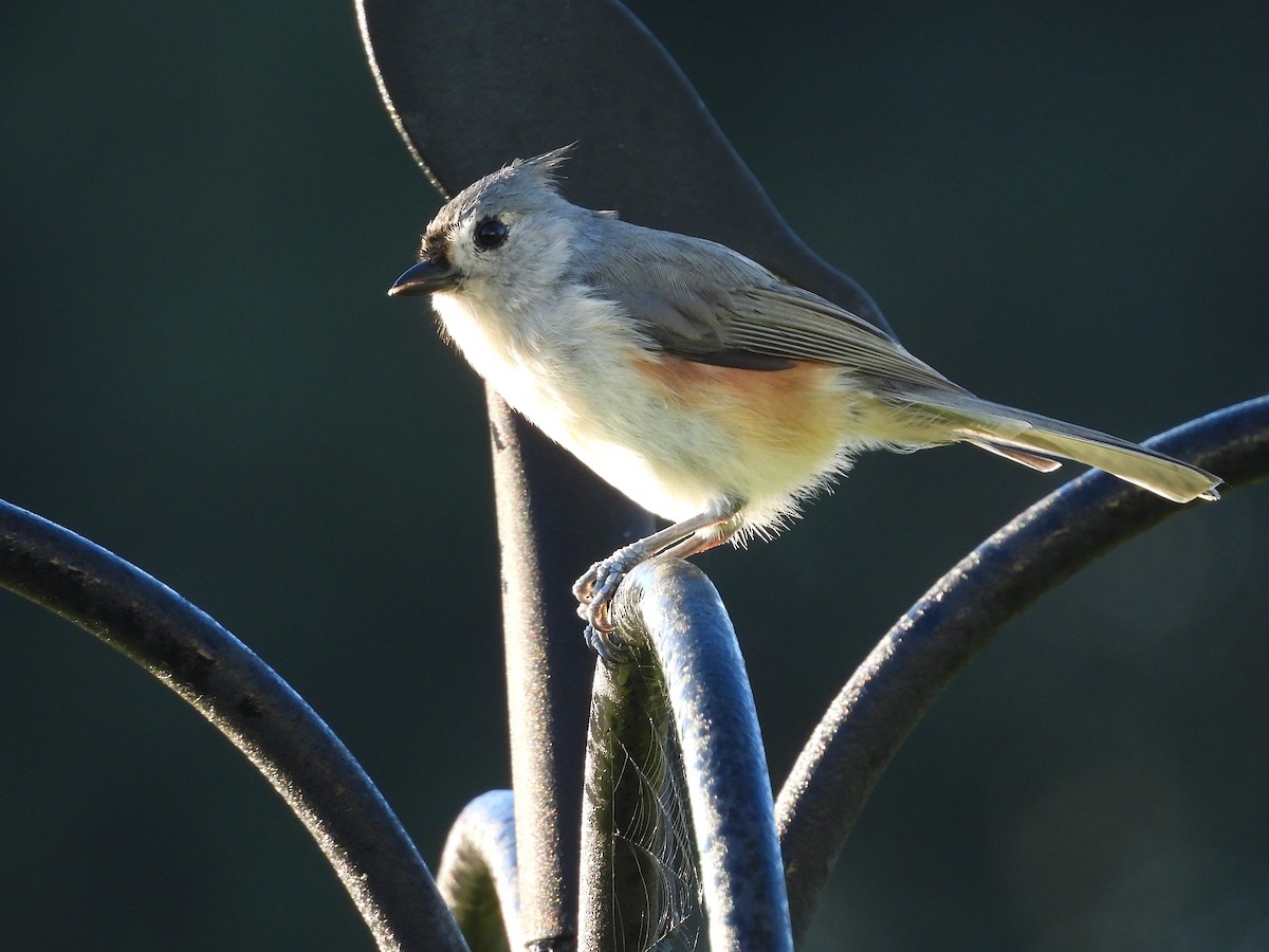 Tufted Titmouse - ML624001932