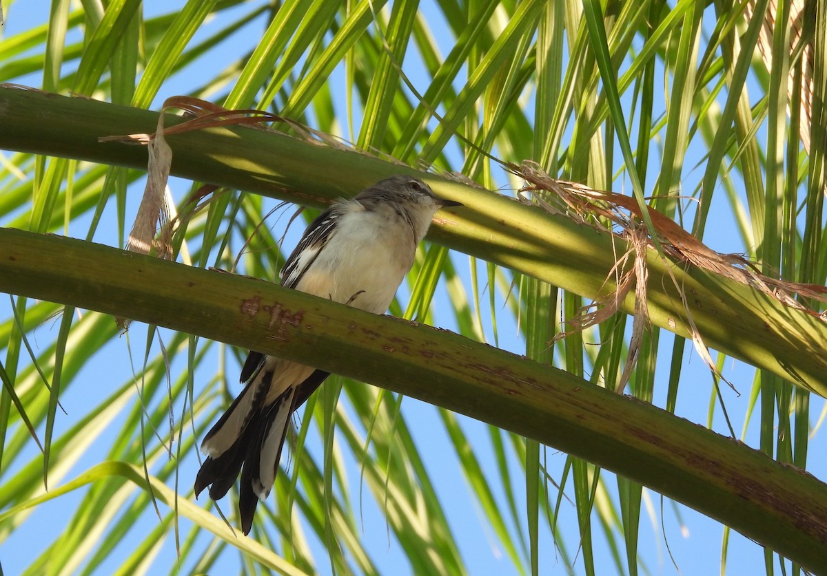 Northern Mockingbird - ML624001940