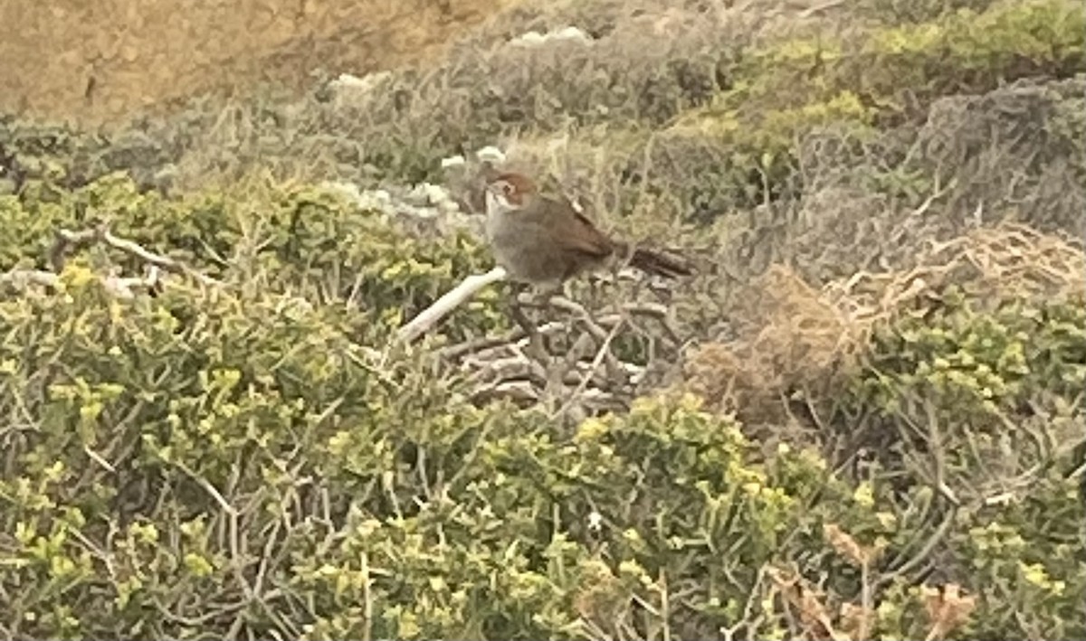 Rufous Bristlebird - ML624001959