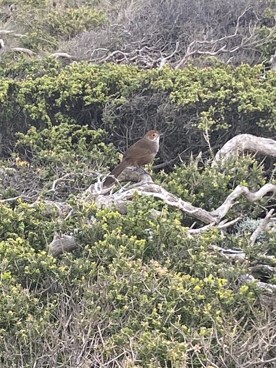 Rufous Bristlebird - ML624001960