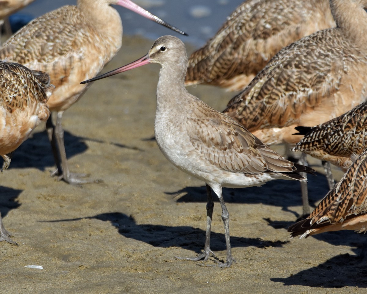 Hudsonian Godwit - ML624001997