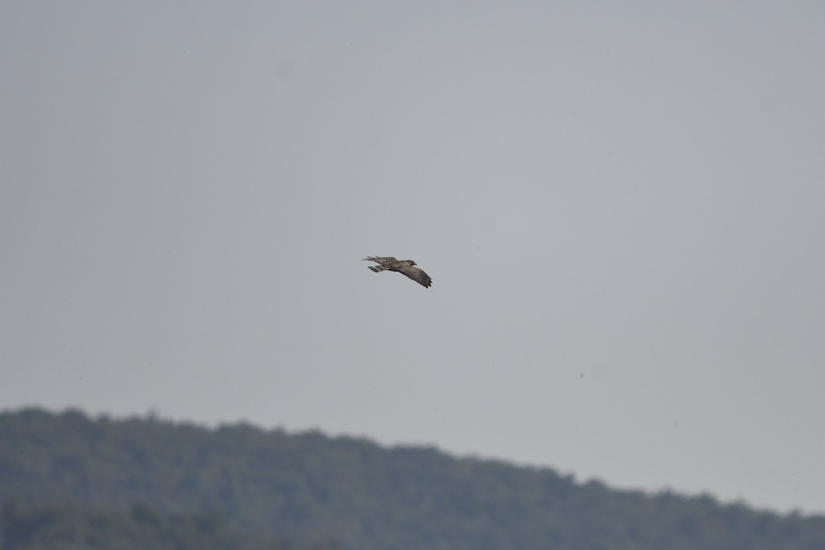 Broad-winged Hawk - Mark Kosiewski