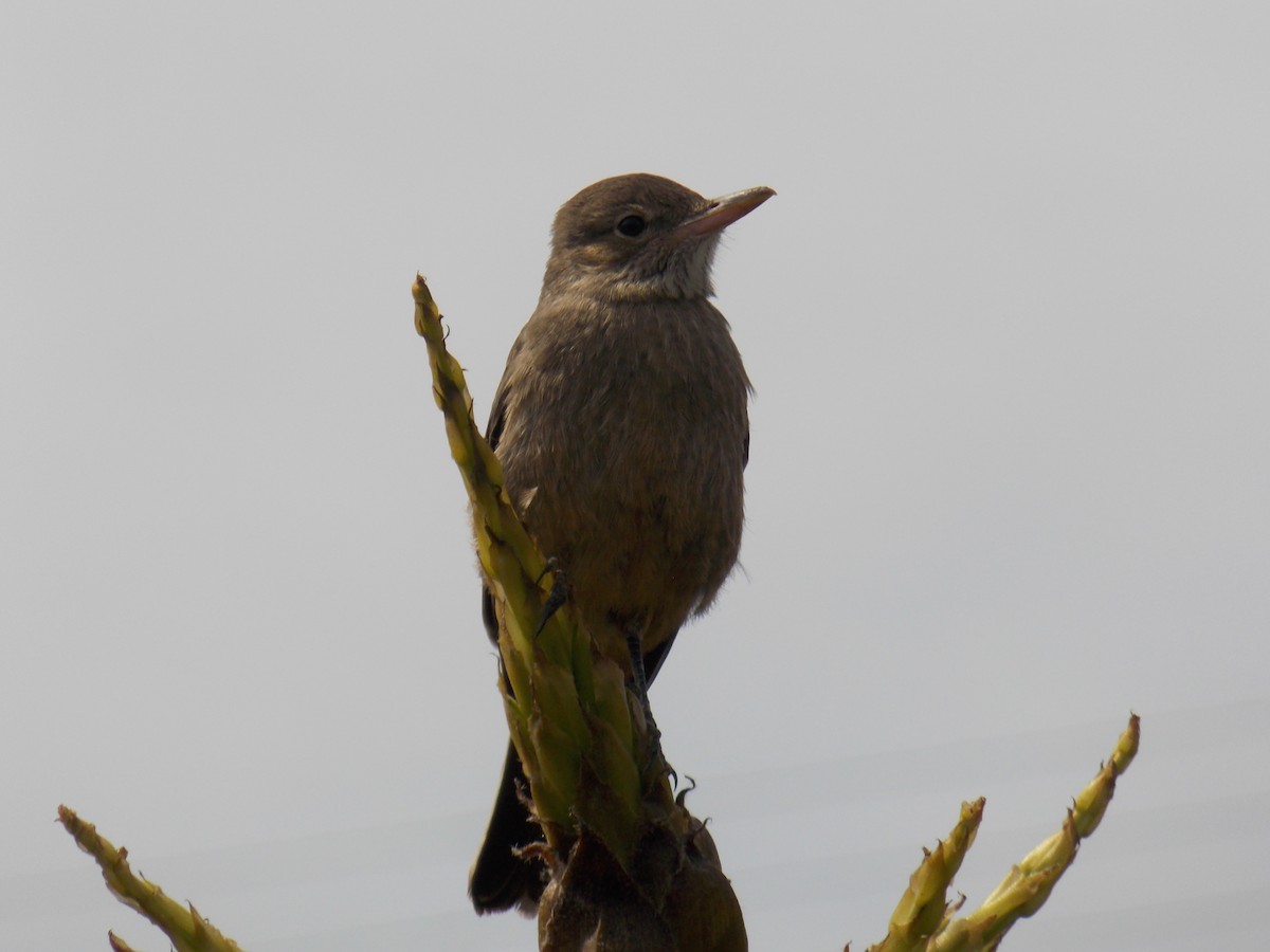 Great Shrike-Tyrant - ML624002005