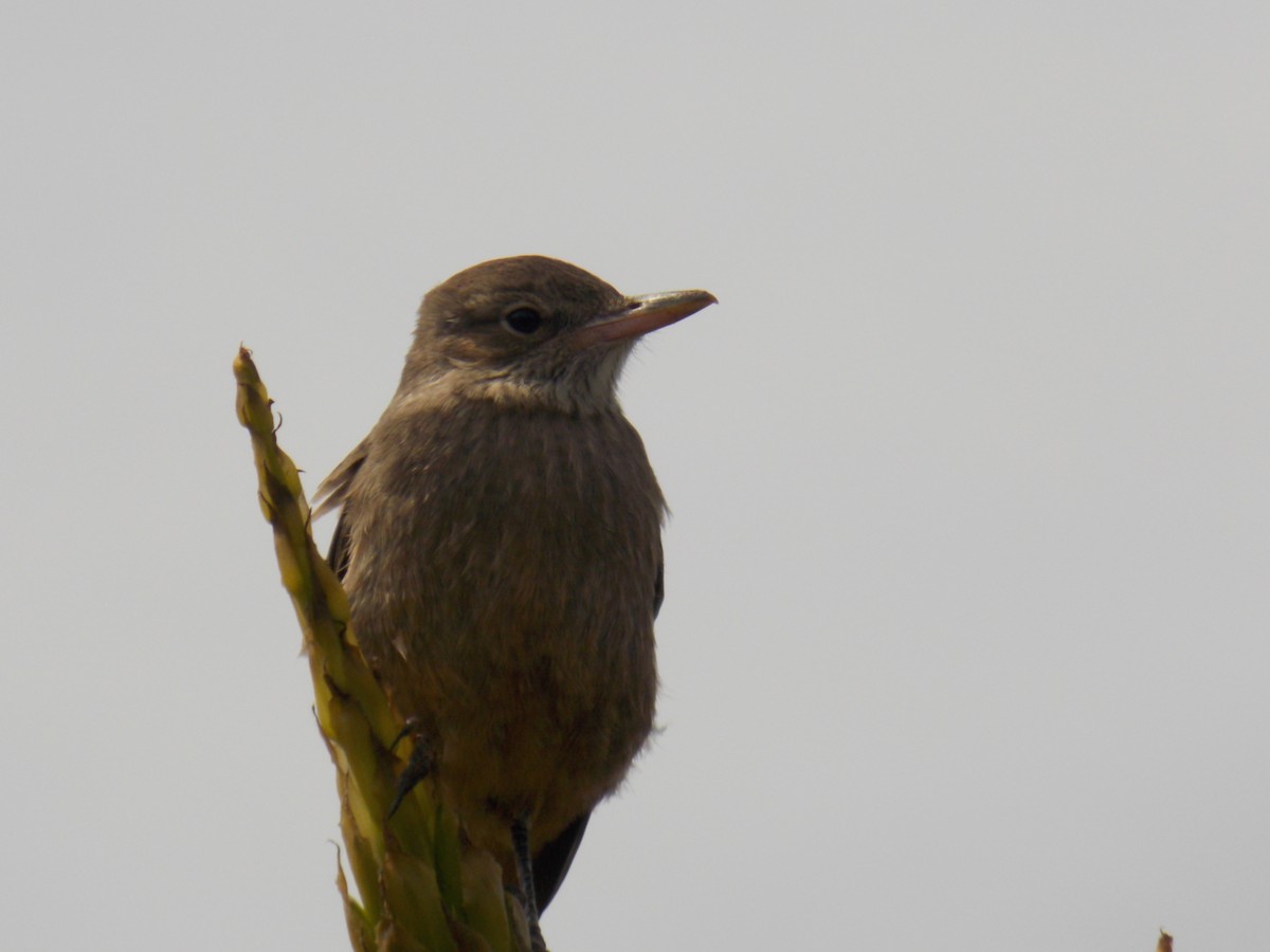 Great Shrike-Tyrant - ML624002006