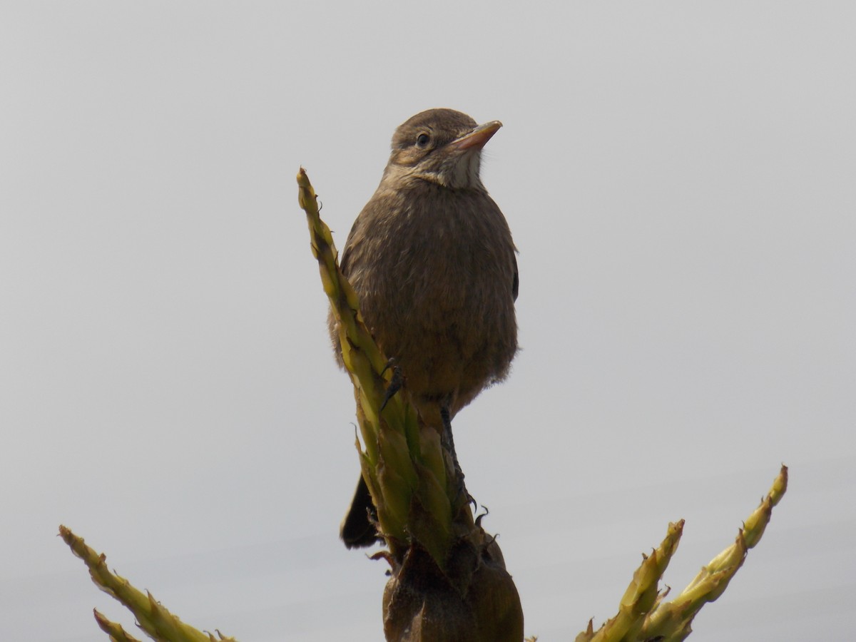 Great Shrike-Tyrant - ML624002008