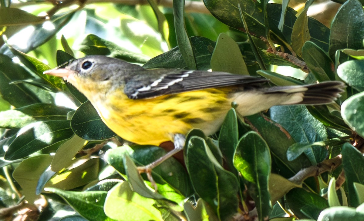 Magnolia Warbler - Mary Alice HAYWARD