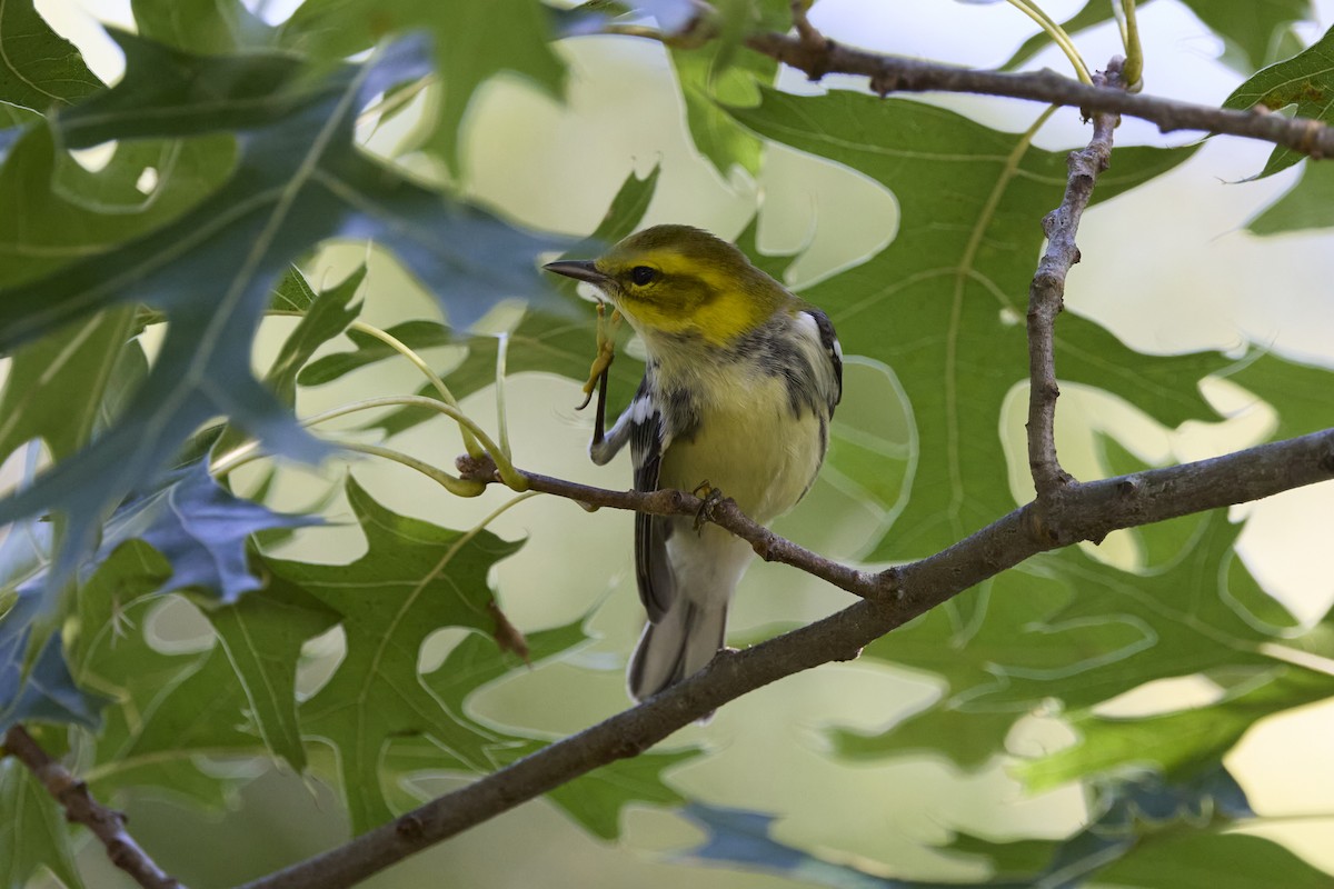 Black-throated Green Warbler - ML624002045