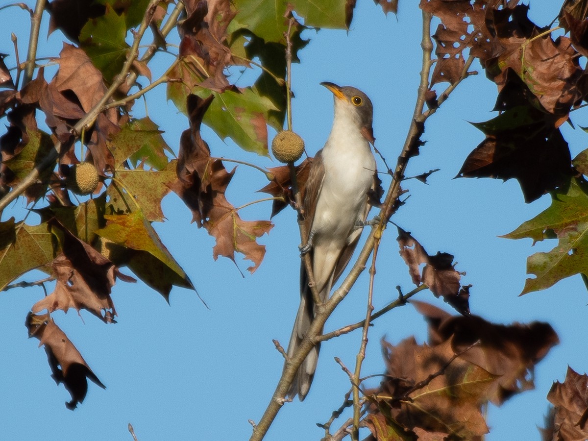Yellow-billed Cuckoo - ML624002046