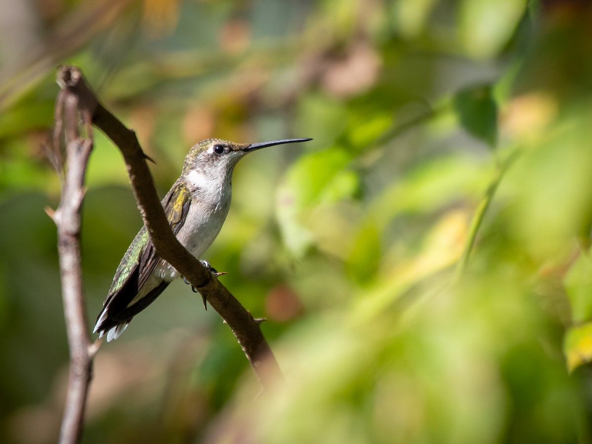 Ruby-throated Hummingbird - ML624002051