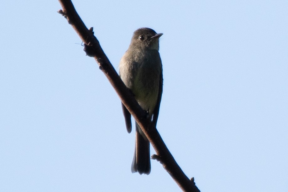 Eastern Wood-Pewee - ML624002056