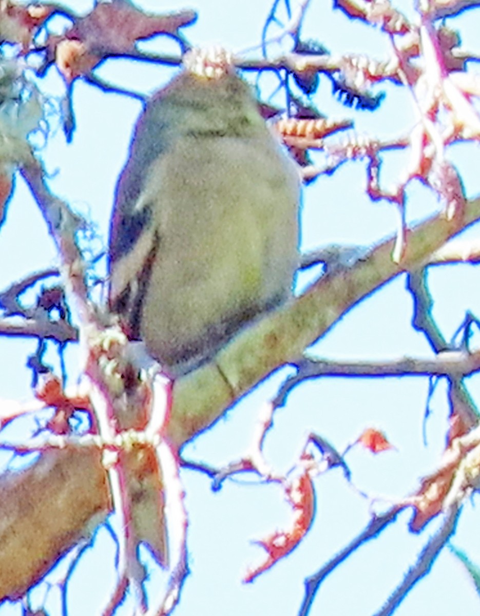 American Goldfinch - ML624002057