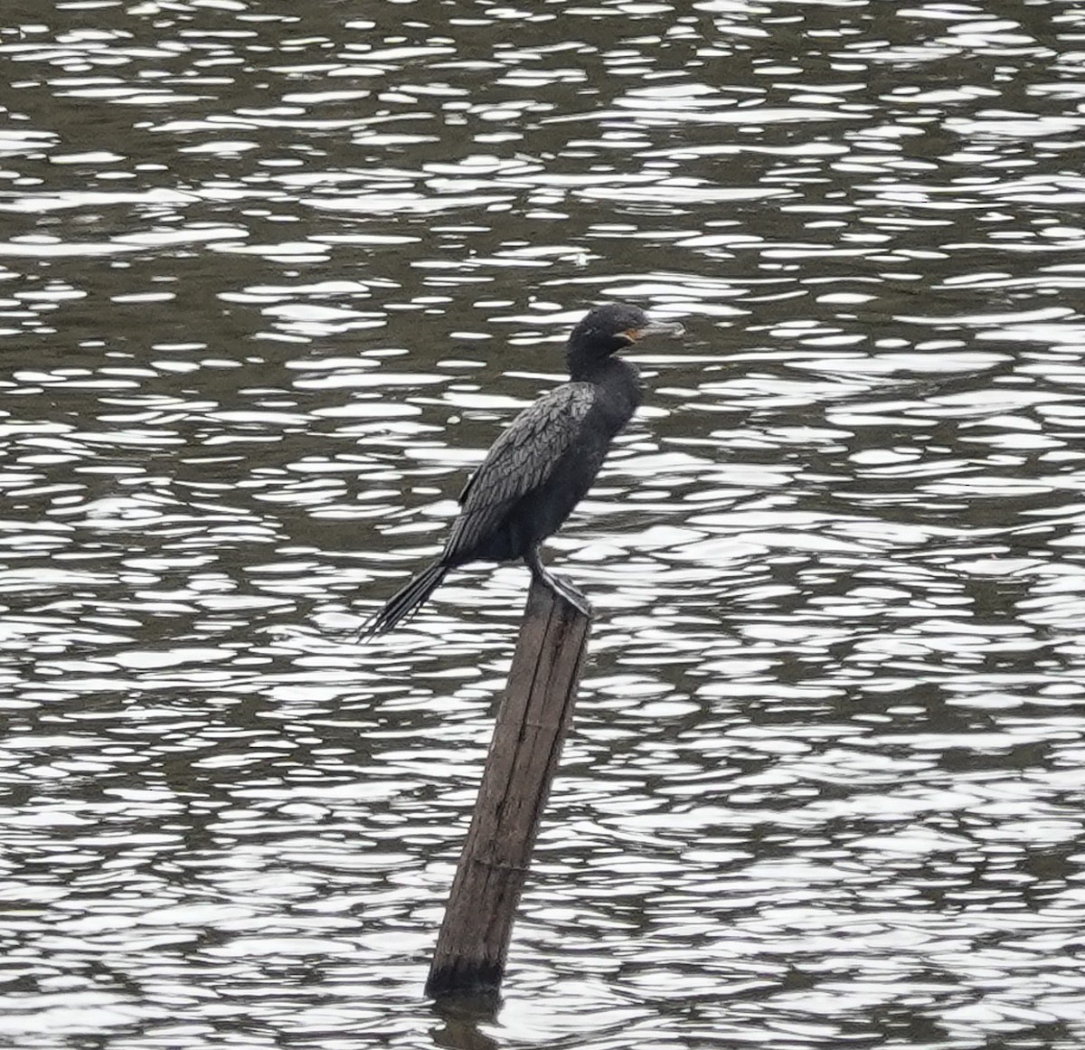 Neotropic Cormorant - ML624002061