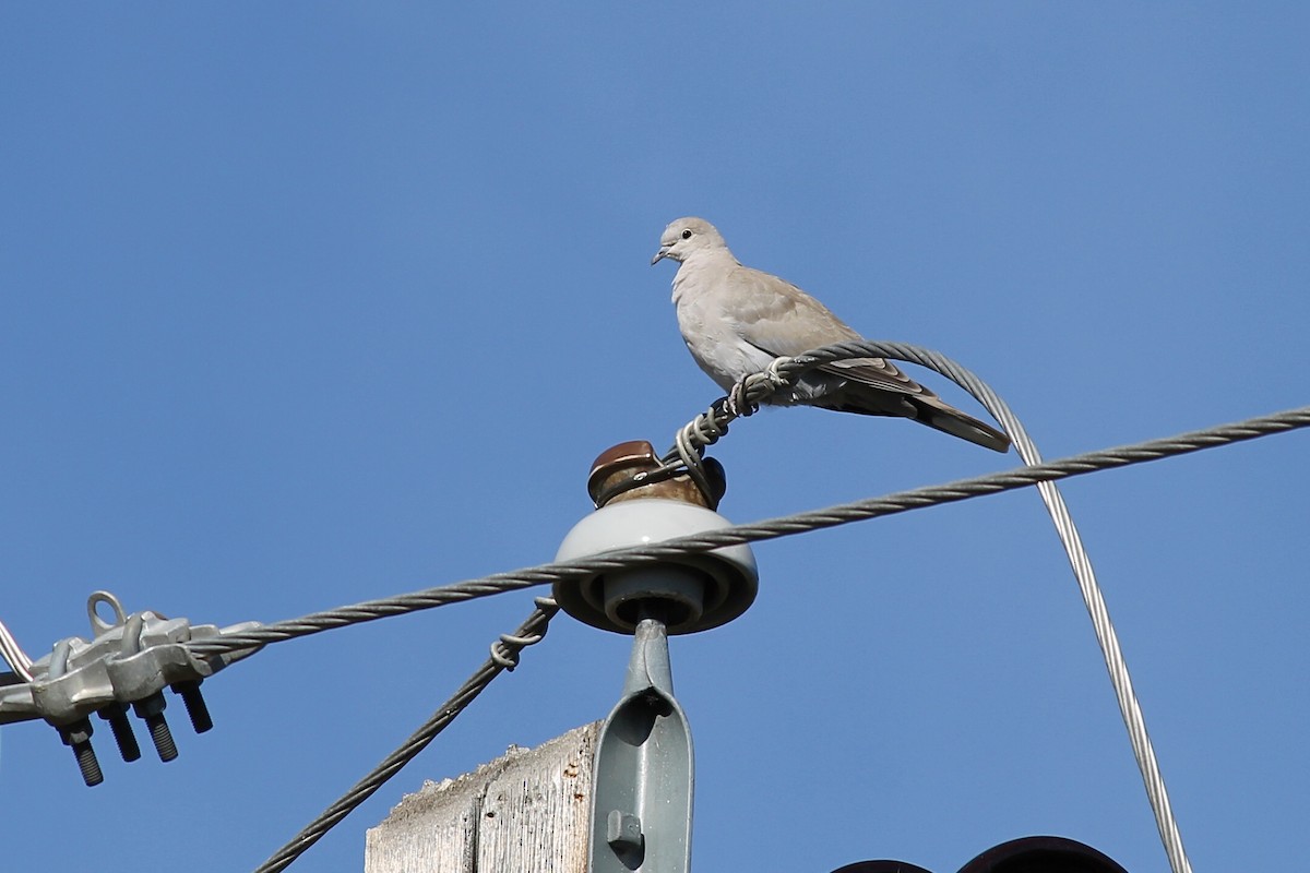 Eurasian Collared-Dove - ML624002072