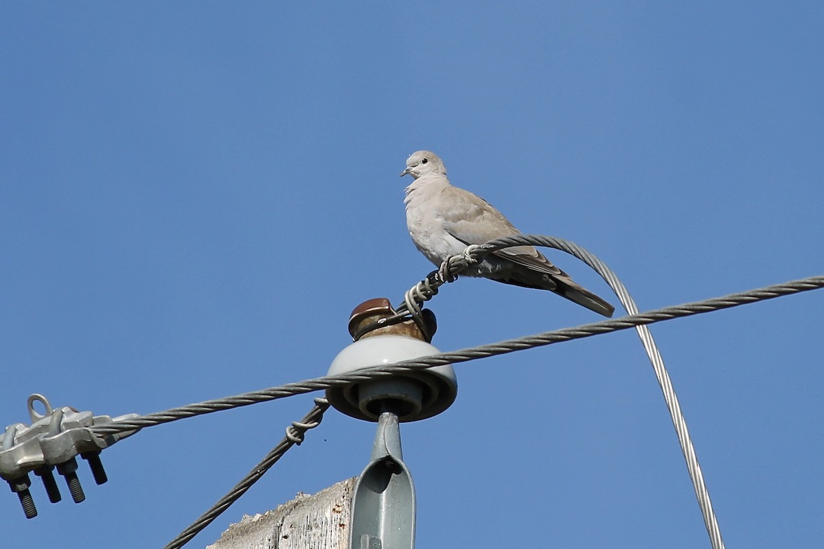 Eurasian Collared-Dove - ML624002074