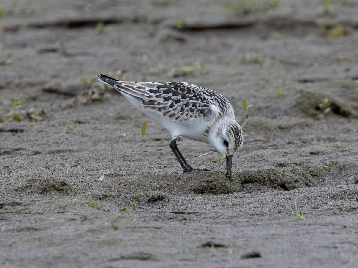 Sanderling - Bernie Rissmiller