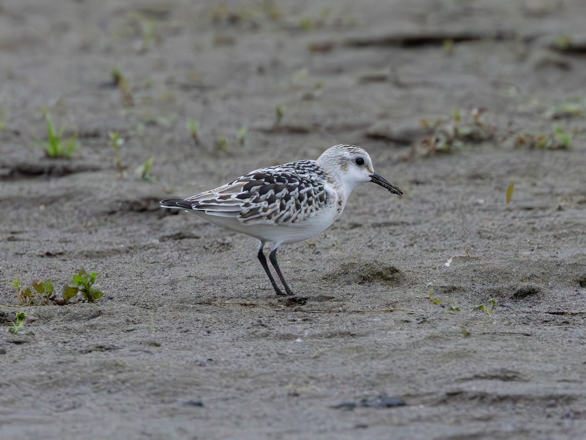 Sanderling - ML624002103