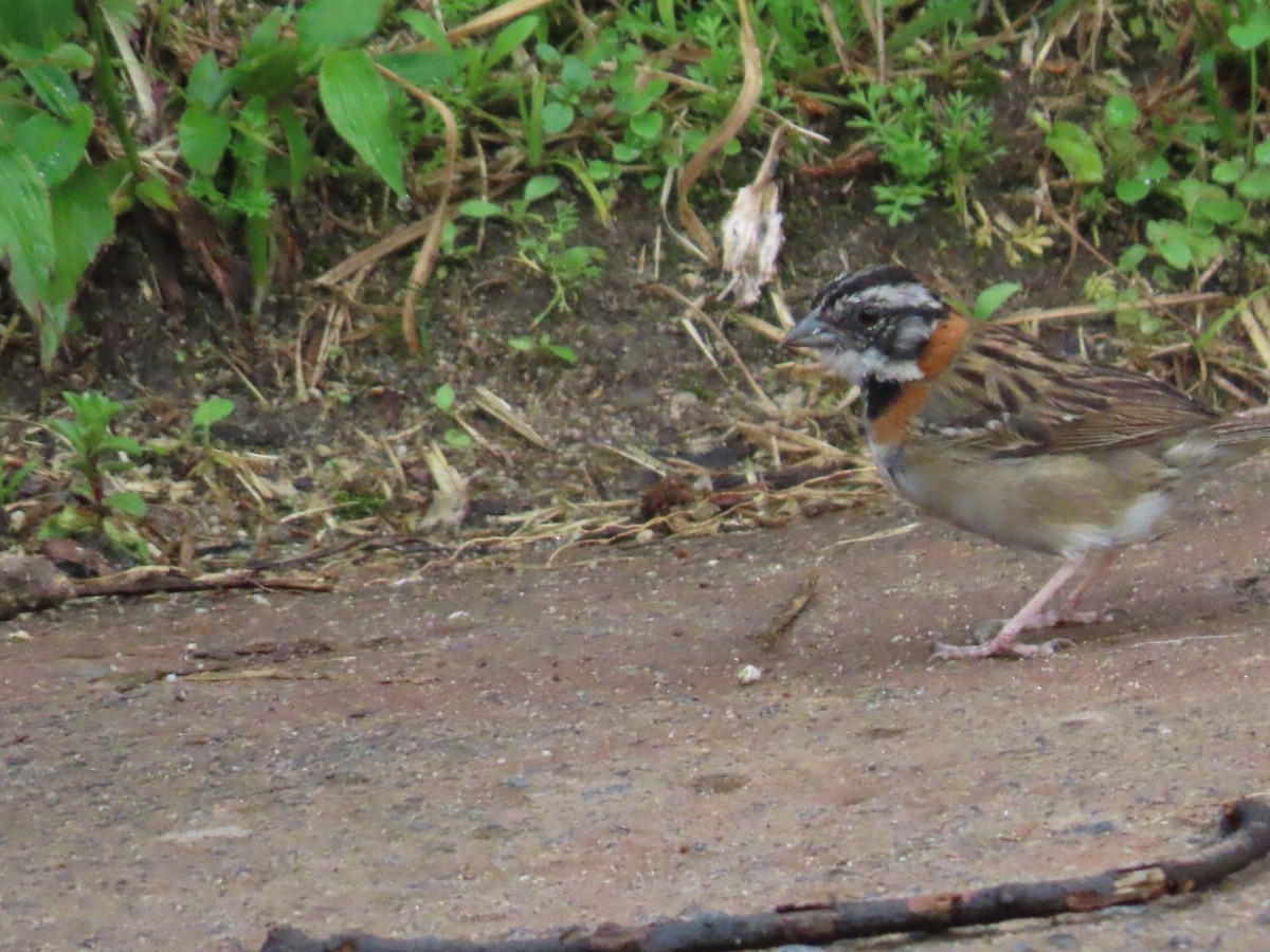 Rufous-collared Sparrow - ML624002112