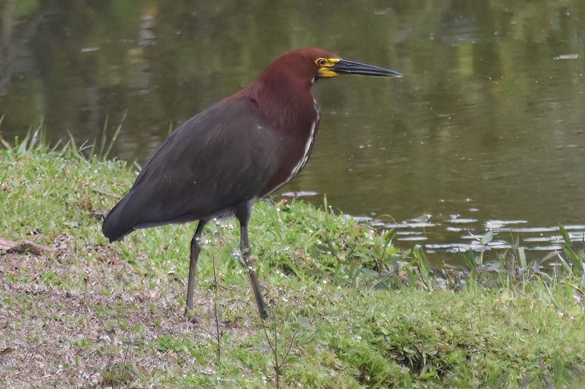 Rufescent Tiger-Heron - ML624002113