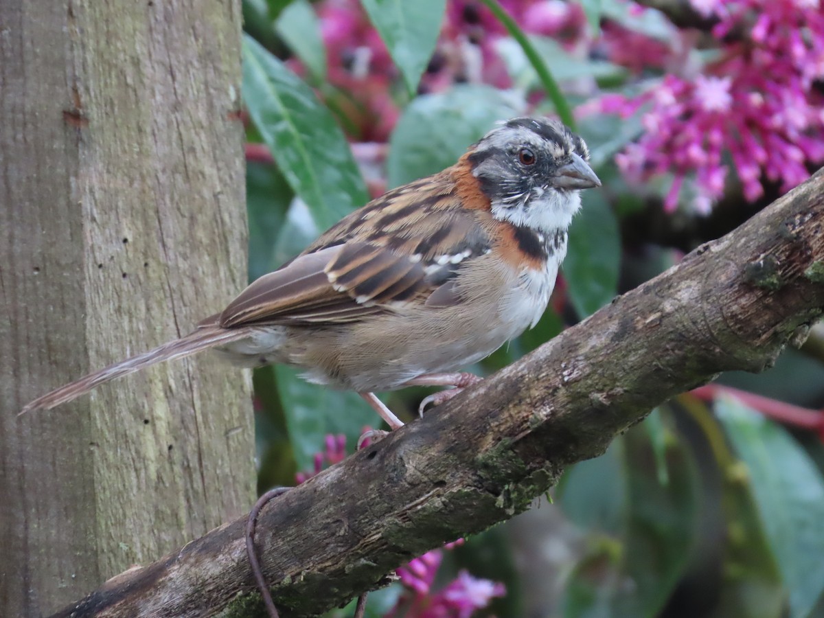 Rufous-collared Sparrow - ML624002114