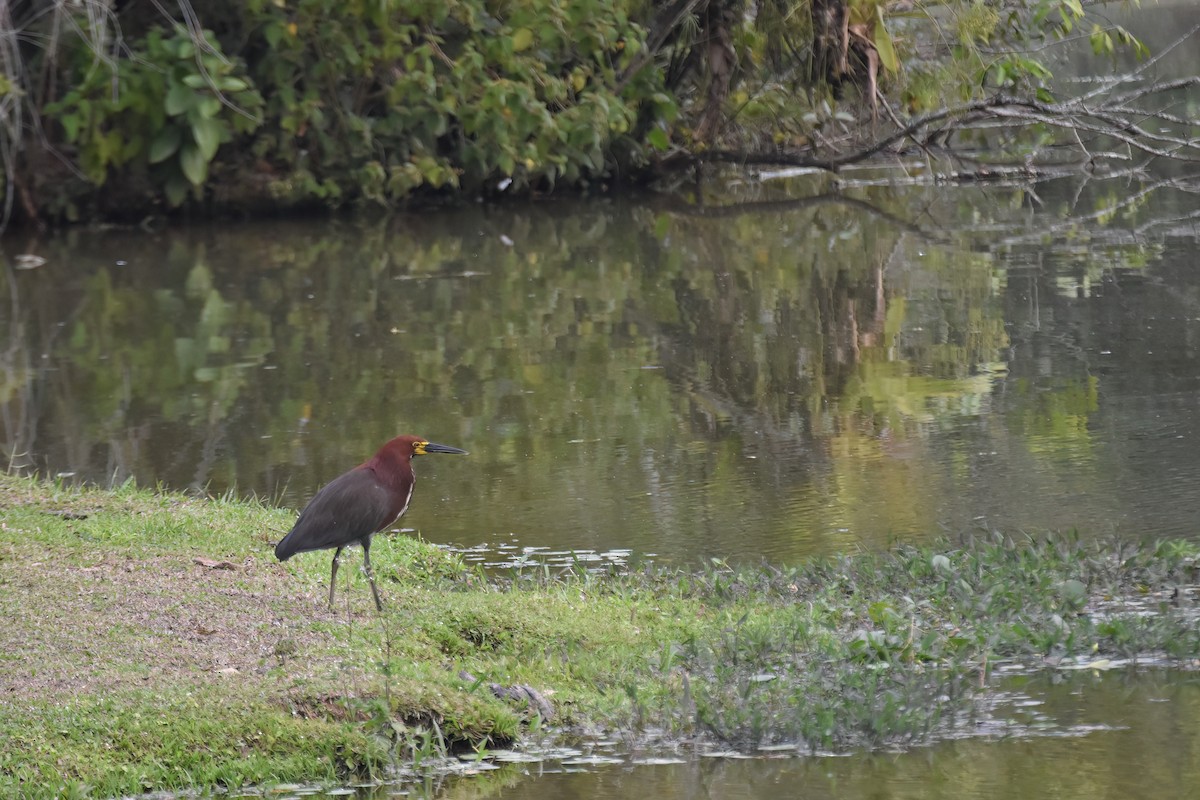 Rufescent Tiger-Heron - ML624002115