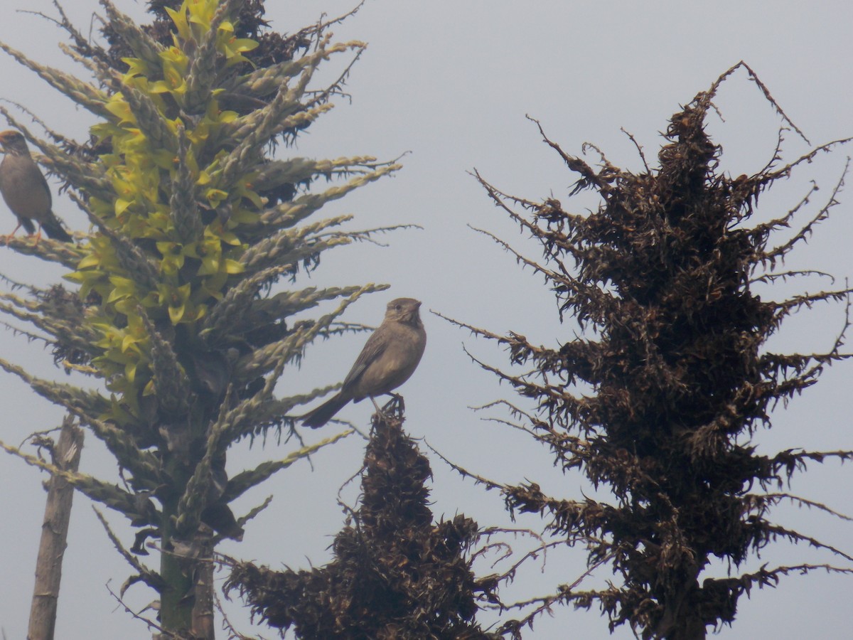 Great Shrike-Tyrant - ML624002124