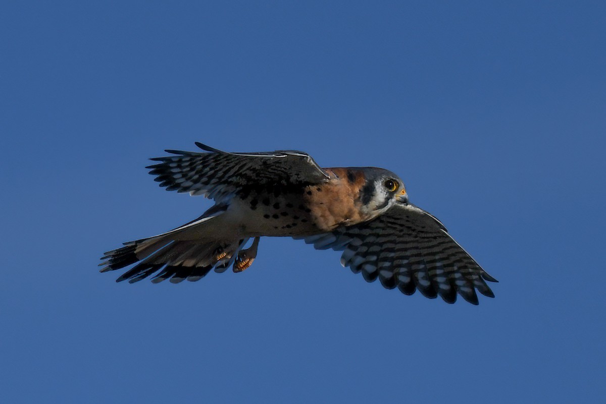 American Kestrel - ML624002133