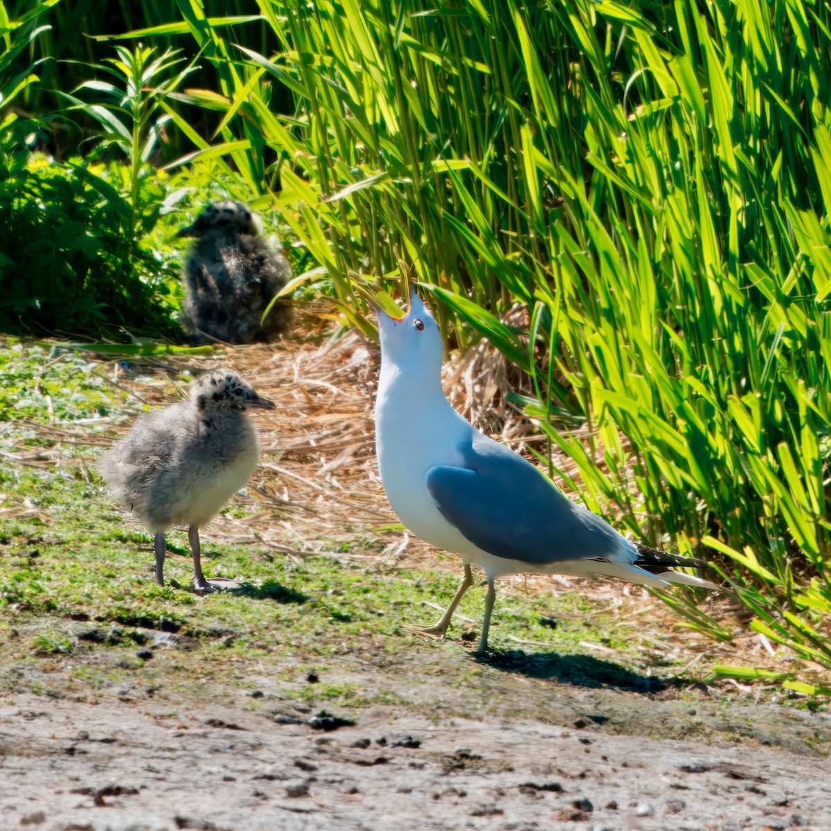 Short-billed Gull - ML624002134