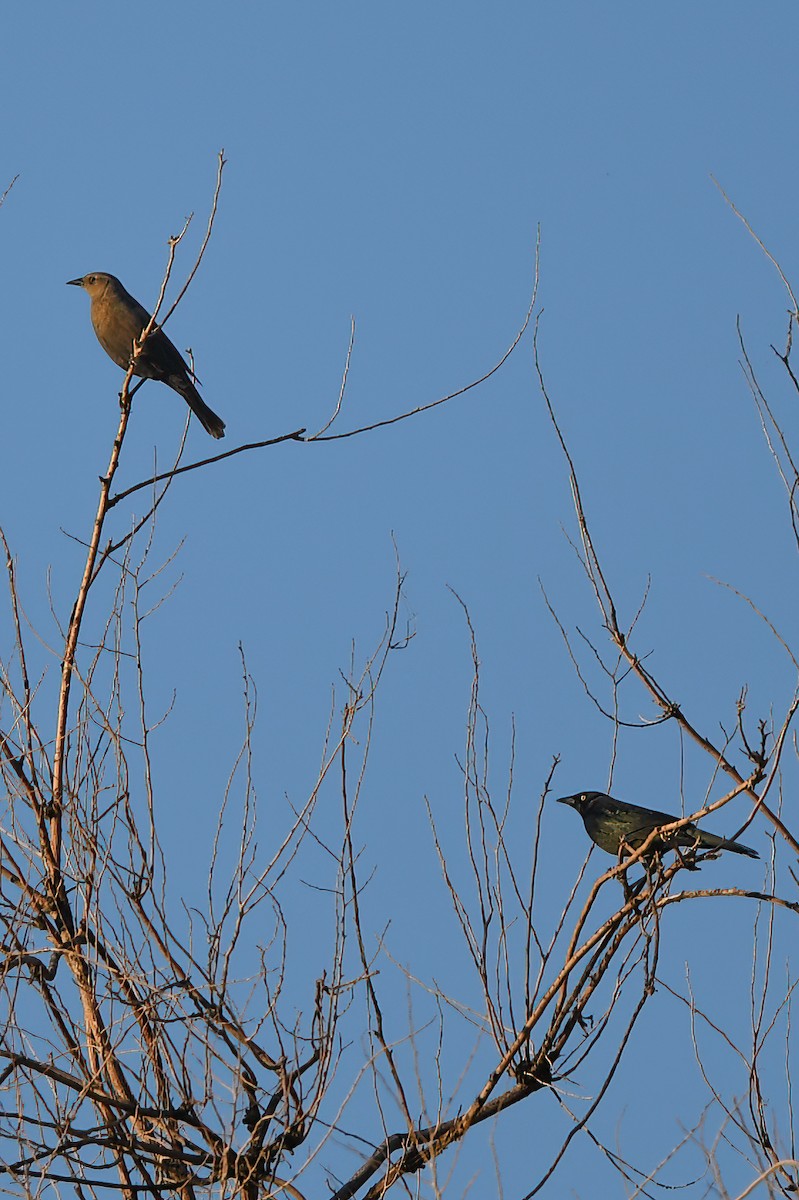 Brewer's Blackbird - ML624002142