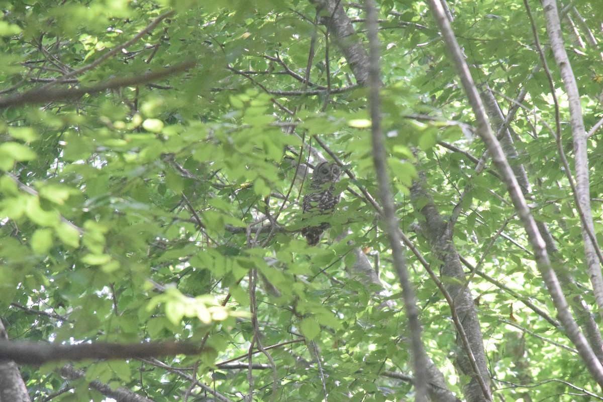 Barred Owl - ML624002166