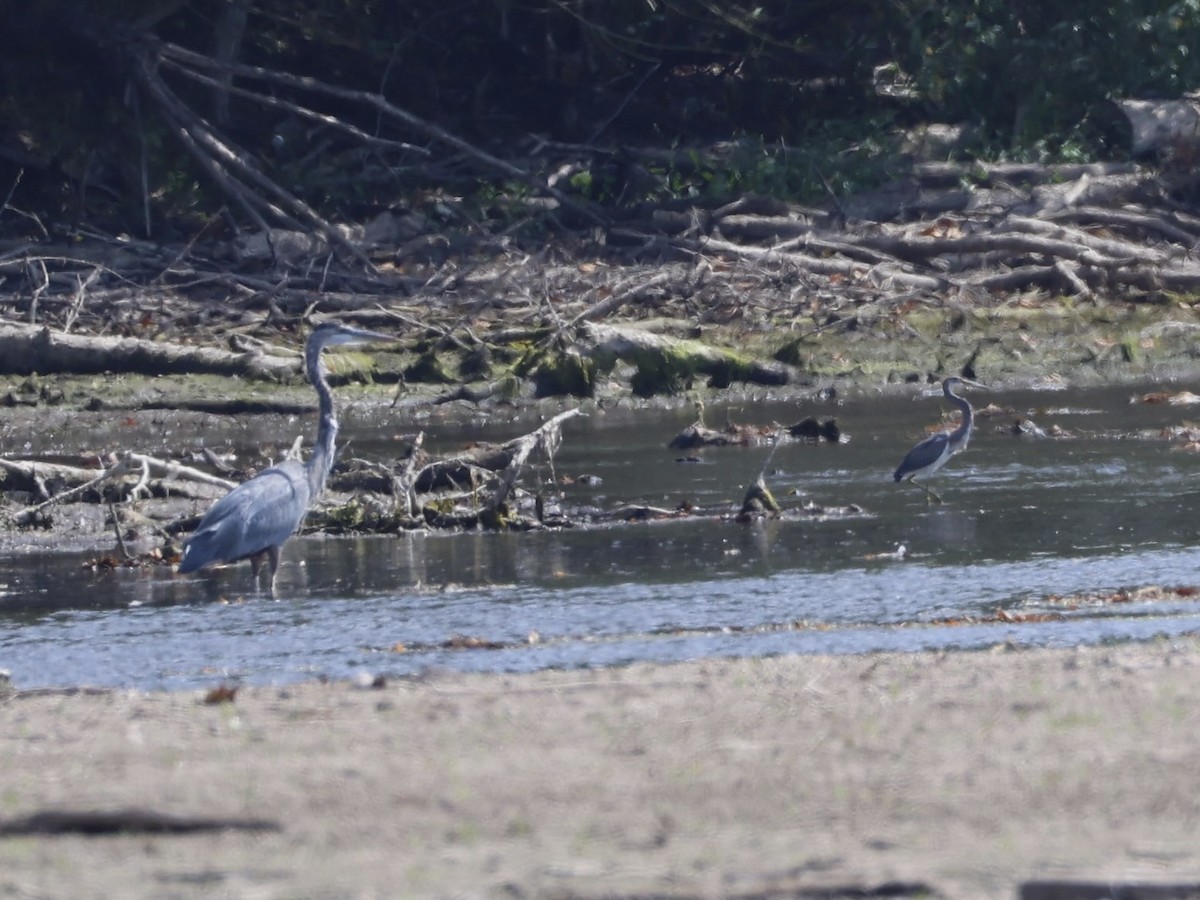 Tricolored Heron - Andreas Krohn