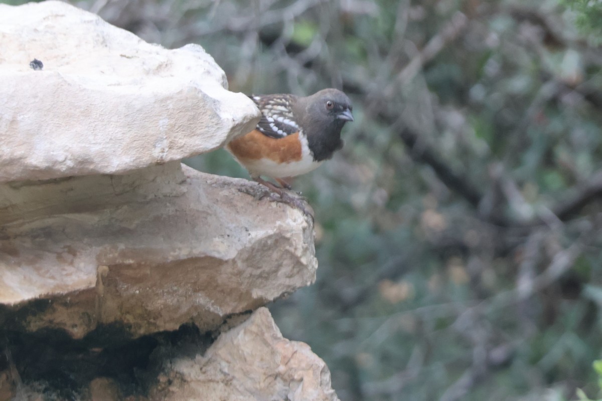 Toquí Moteado (arcticus) - ML624002190