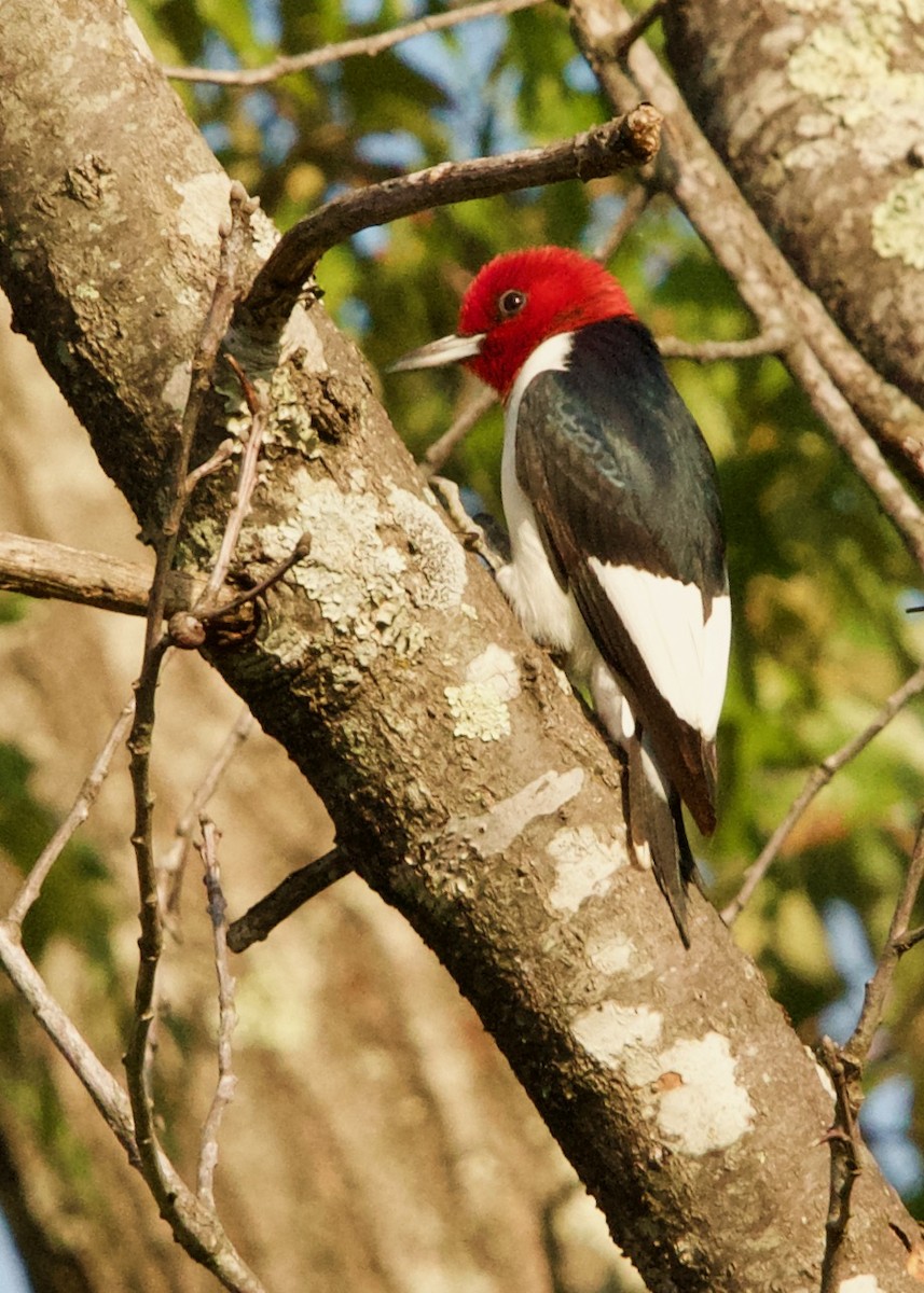 Red-headed Woodpecker - ML624002216