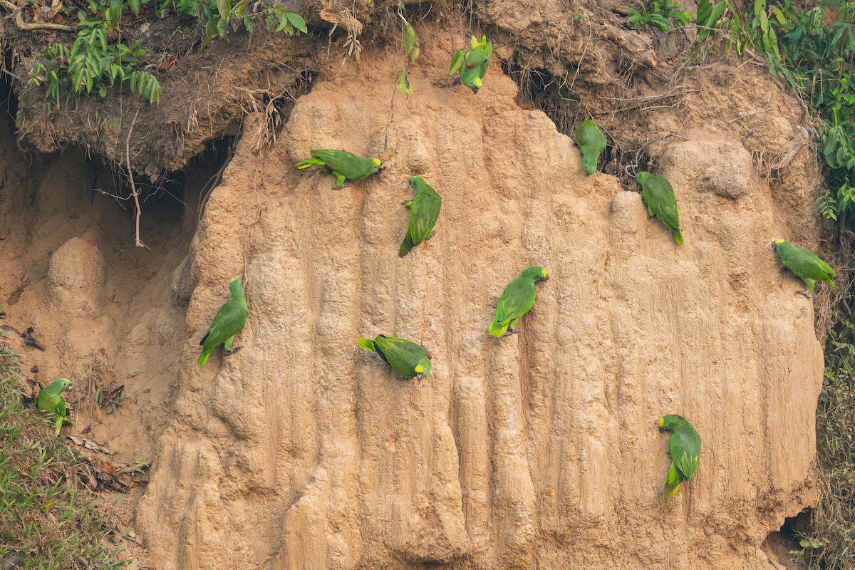 Yellow-crowned Parrot - ML624002220