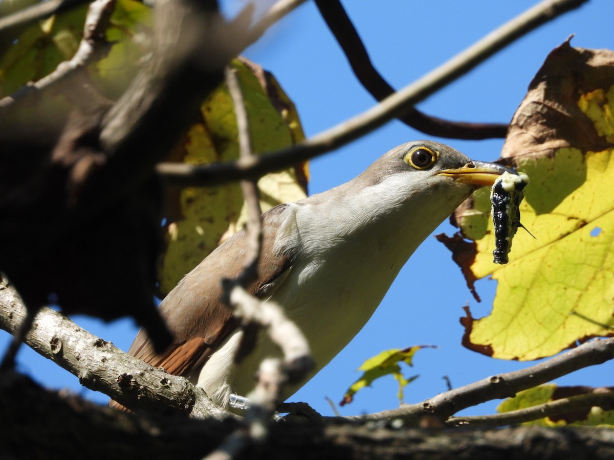 Yellow-billed Cuckoo - ML624002221