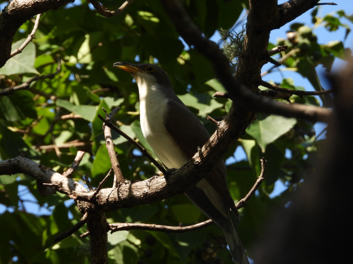 Yellow-billed Cuckoo - ML624002222