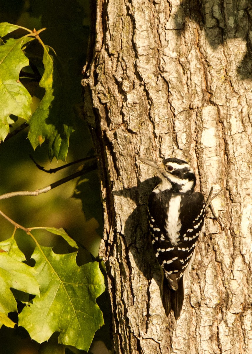 Hairy Woodpecker - ML624002224