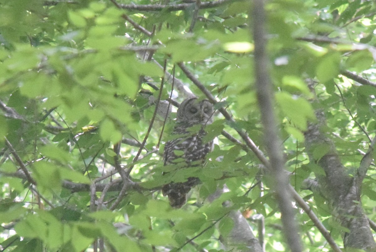 Barred Owl - ML624002232