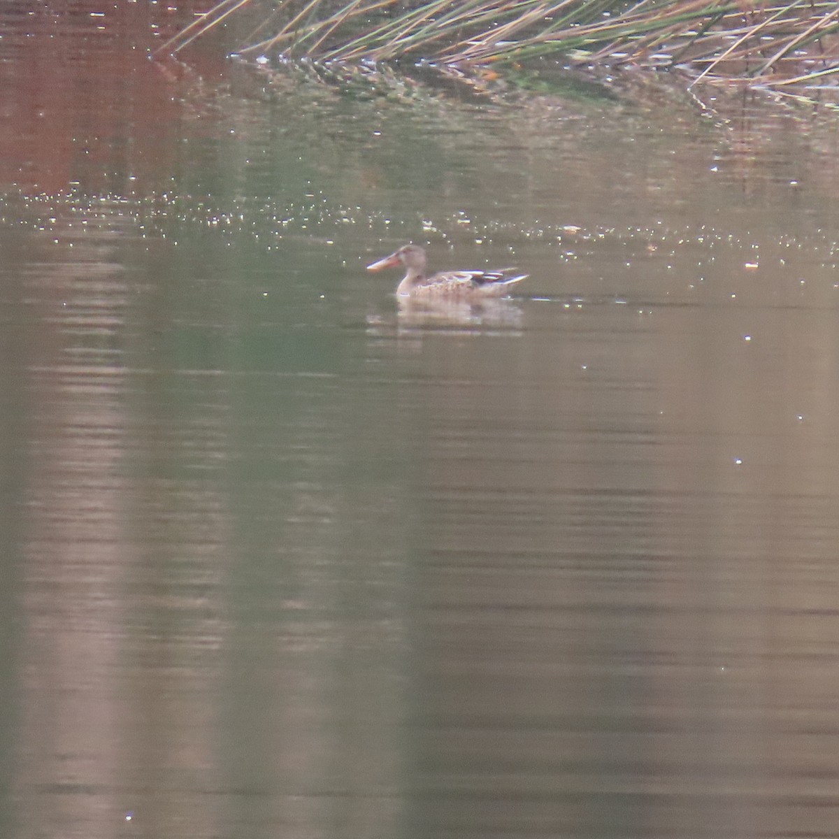 Northern Shoveler - ML624002240