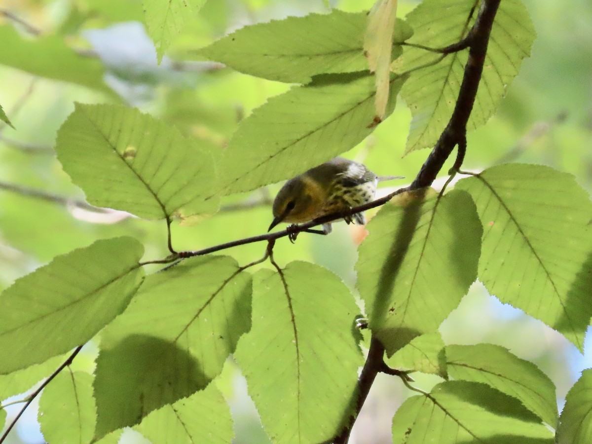 Cape May Warbler - ML624002249