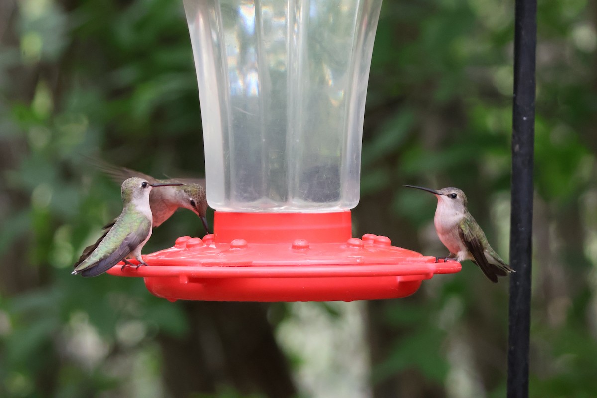 Colibrí Gorjinegro - ML624002251